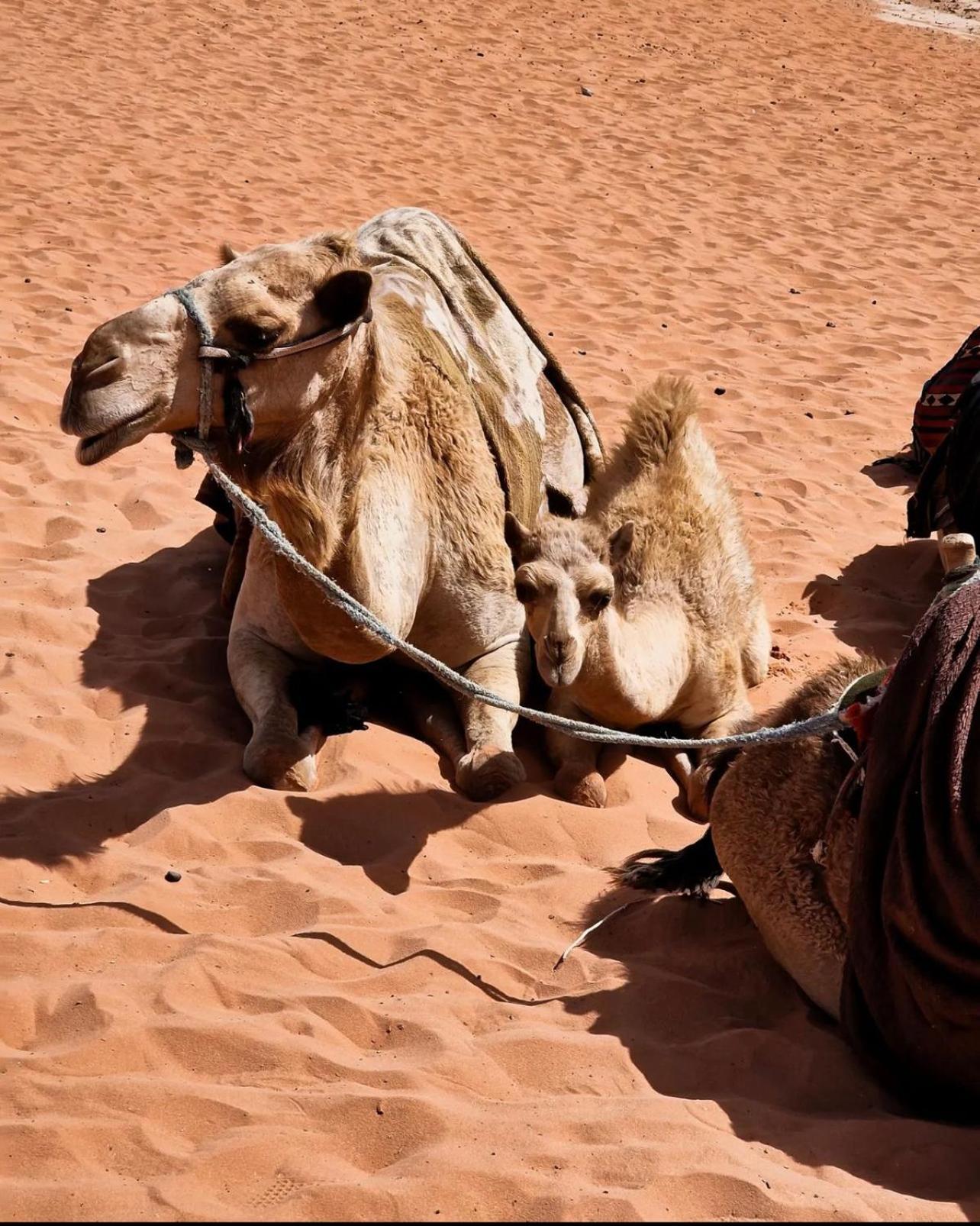 Rum Magic Luxury Camp Wadi Rum Zewnętrze zdjęcie